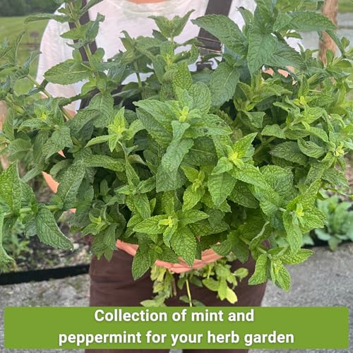 Sow Right Seeds - Mint and Peppermint Seeds Collection for Planting - Non-GMO Heirloom with Instructions to Grow an Herb Garden Indoors or Outdoors - Great Hydroponics Variety - Gardening Gift - Image 3
