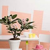 exotische zimmerpflanzen groß DUFTENDE BLÜTE - Die Frangipani schafft eine sommerliche Atmosphäre und bringt Sie mental zurück in Ihren letzten Sommerurlaub. Die duftenden rosa Blüten haben ein gelbes Herz.