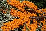 loseedsoo 150+ Sea Buckthorn Seeds for Planting – Hippophae rhamnoides Hardy Berry Shrub Seeds, Perennial Deciduous Plant, High Germination, Garden Fruit Seeds for Outdoor Growing