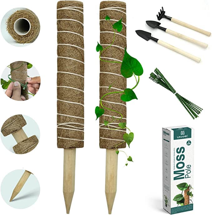 Find The Best Moss For Moss Pole Reviews & Comparison Katynel