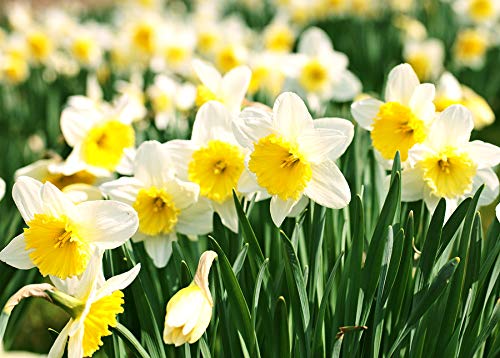 SLRIPL Narcissus Avalanche Tazetta Daffodil Flower Bulbs - Pack of