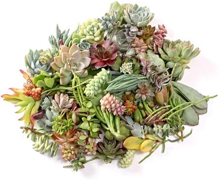 Assorted Succulent Cuttings Pack (30)