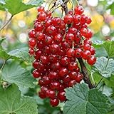 Ribes Rosso Jonkheer van Tets - 2 Piante - Perenni & Resistenti - Piante dall'Olanda - Alta Resa - Bacche Dolci - Varietà Precoce (no semi, non artificiale)