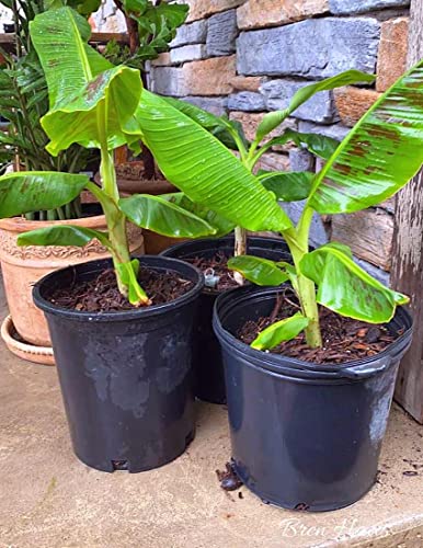 PlantaZee Live Plant Sweet Banana (Yellow Banana) Plants For Garden Indoor (1 Healthy Live Fruit) with pot