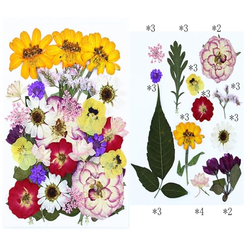 12 tipos flores prensadas secas 35 pcs para manualidades miniatura 3