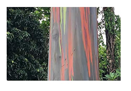 Pcs - 20x Eucalyptus Deglupta Tree Garden Plants - Seeds B1442 & Plants Shop by Ipsa