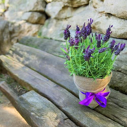 Jute Stoff Fortlaufend 160 breite natürlicher Stoff Gartenjute für Pflanzen Wurzel-Schutz meterware Sackleinen für Haus Garten