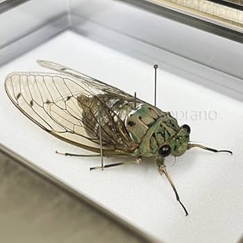 セミの鉛筆画 A4サイズ 艶消しゴールド額装 セミの鉛筆画 A4サイズ 艶消しゴールド額装