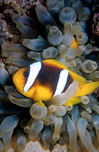 Twobar Anemonefish Bubble Tip Anemone Egypt Poster Print (Large)