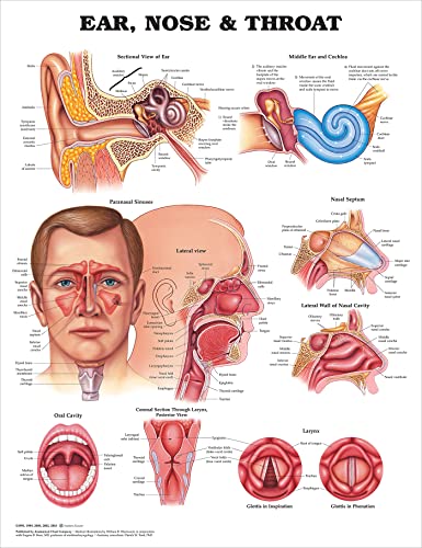 ACC Ear, Nose and Throat Anatomical Chart, 20.00