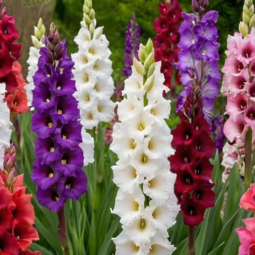 Gladiolus Bulbs -, Vigorous Growth, Excellent Feel, Mixed with Gold and Jade carvings【Hcxgrtiu】-8 Bulbs-A