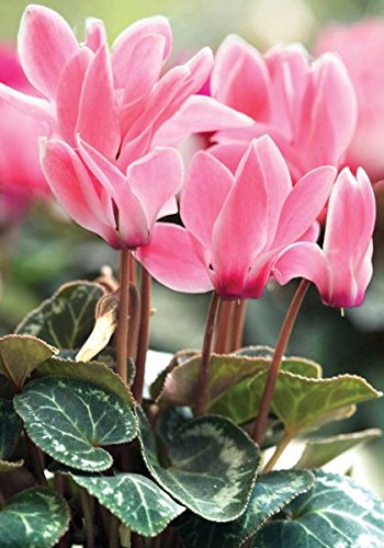OFFERTA 3 PIANTE DI CICLAMINI ROSA VASO 10CM ciclamino perenne vaso