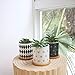 Dsben 3.2 Inch Succulent Plant Pots, Small Modern Flower Ceramic Planter Indoor with Bamboo Tray for Cactus, Herbs, Home, Set of 3 (Plants Not Included)