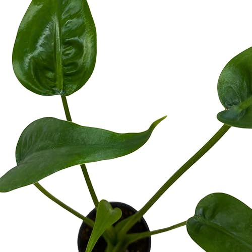 Miniatura 4 de BubbleBlooms Alocasia 'Tiny Dancer' en una olla de 4 pulgadas