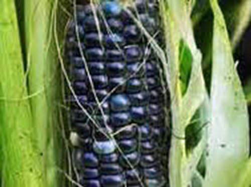 Miniatura 5 de Maíz, HOPI azul, reliquia, 20 semillas, ideal para hacer harina de maíz azul, acres de Country Creek