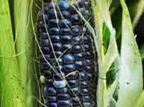 Corn, Blue HOPI, Heirloom, 20 Seeds, Great for Making Blue Corn Flour, Country Creek Acres