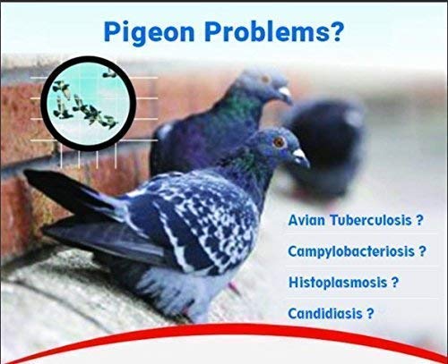 SpikeZone Spikes for Bird and Pigeons with Plastic Anchors (PVC Gitti), Screws - Pack of 10 Pieces