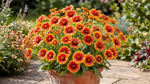 Image of Low Maintenance Hybrid Flower Seeds Combo Pack- All Year Flower Seeds Supply (7 VARIETY WEST INDIA ALL YEAR)