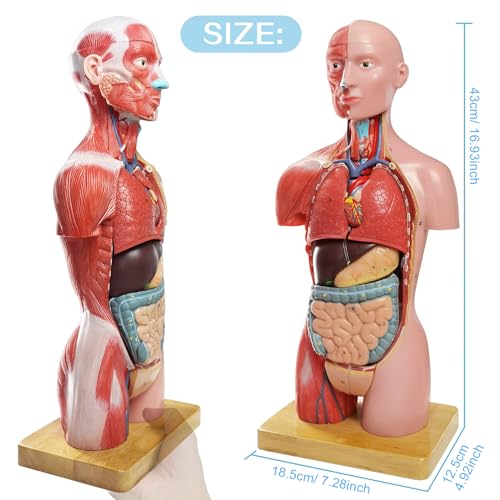 Image of NEW HORIZON Human Body Deluxe Musculature Model, 16 Pcs Removable 17 Inch Human Torso Anatomy With Heart, Head, Skull, Brain, Skeleton for Medical Students, Lab & Classroom Use