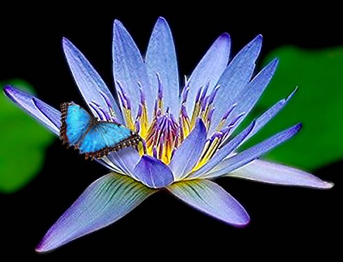 Amazing Live Aquatic Plant Water Lily Tuber for Fresh Water Pond by Jayco Nymphaea Geena Blue Tropical W028 by Jayco ** Buy 2 GET 1 Free