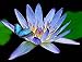 Amazing Live Aquatic Plant Water Lily Tuber For Fresh Water Pond by Jayco Nymphaea Geena Blue Tropical W028 by Jayco Buy 2 GET 1 FREE