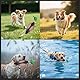 OJTOJT Dummy Hundetraining, Apportierdummy Ente Mit Wurfknebel, Hunde Dummy Training Wasserfest, Enten Dummy Aus Eva, Hund Retrieve Schnuller Für Welpen Oder Erwachsene Jagdhunde