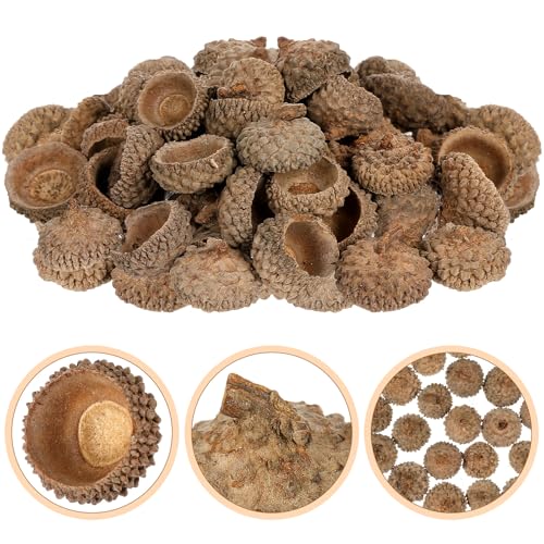 Natural Real Acorn Caps para Artesanías, 50 piezas miniatura 3