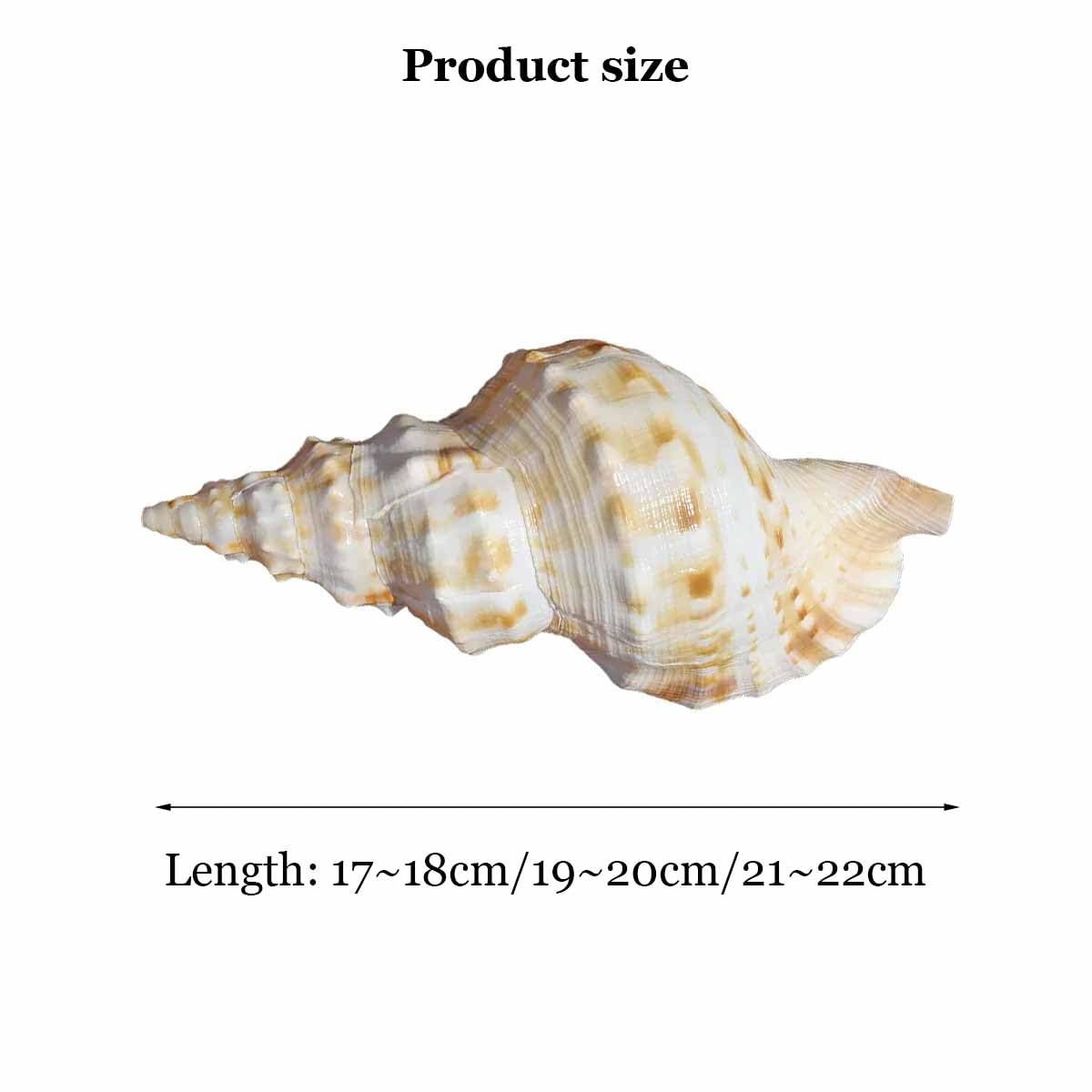 Muszla, Bardzo duży biały ślimak żabowy 17~22 cm do majsterkowania(17~18cm)