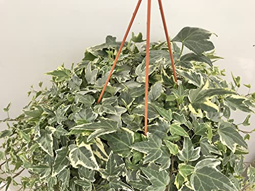 Variabel geventileerde klimop plant met haak, pot 15 cm, takken 60/70 cm - Afbeelding 3