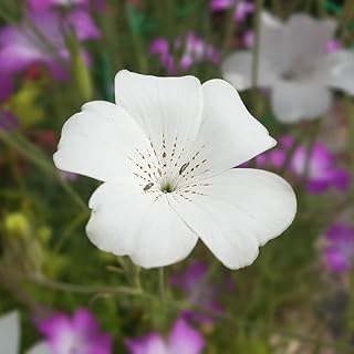 Agrostemma githago 'Ocean Pearl' Seeds Corn Cockle Hardy Annual Flowering Garden Plants Easy to Grow Your Own 1 Packet of 100 Seeds by Thompson and Morgan