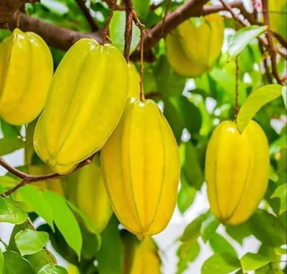 TAJ PLANT Live Starfruit Kamranga Plant Small Tree/Shrub Garden Container Suitable Star Fruit/Birambi/Carambola Balconies Ornamental (1 Healthy Star Fruit Plant)