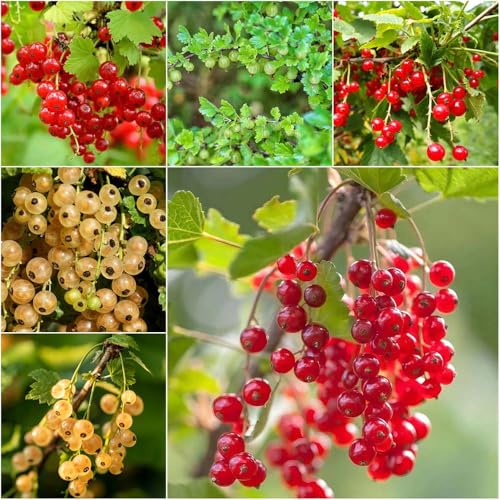 grosella espinosa - semillas semillas de bonsái camas elevadas para jardín balcón jardín interior Grosella columnar 400pcs