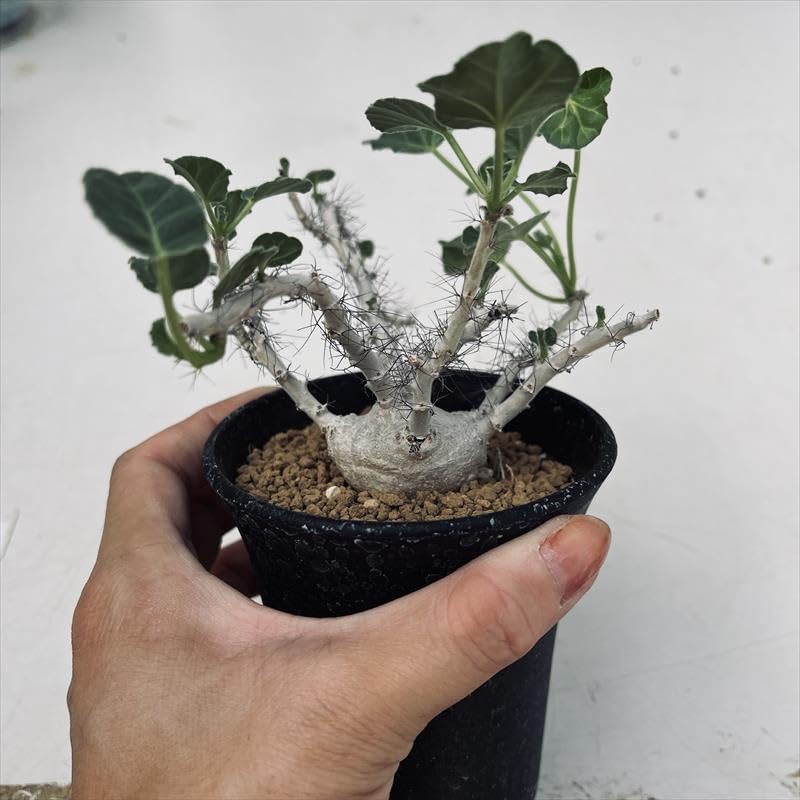 Amazon｜コーデックス：ヤトロファ マルギナータ*葉幅14cm