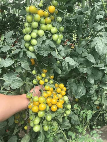 Image of Indeterminate Cherry Tomato Vegetable Seeds, Vegetable Seeds for Home Gardening, Vegetable Planting Seeds for Kitchen, Tomato Seeds (Pack of 300 Seeds) (Red, Indeterminate Cherry Tomato)