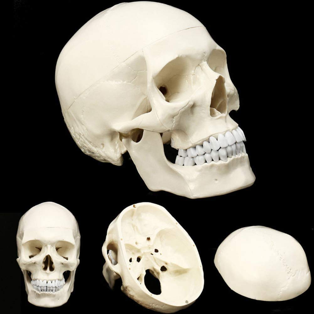 Modello di Cranio Umano, Materiale Didattico per Lo Studio Anatomico della Testa del Modello Anatomico della Testa