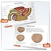 GPI Anatomicals - Male Pelvis with Prostate Model, Replica for Human Anatomy and Physiology Education, Anatomy Model for Doctor's Offices and Classrooms, Medical Learning Resources #3