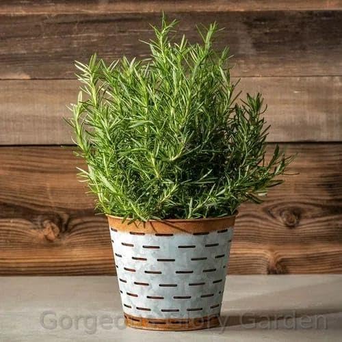 Gorgeous Glory Garden Live Rosemary Live Plant Ornamental, Mosquito Repellent, A Wonderful Herbs and medicine for Any Kitchen Garden Plant With Black Plastic Pot (B0D9LJ1139) Amazon Price History, Amazon Price Tracker