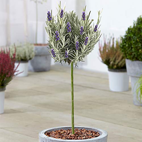 Lavendel Pflanze Munstead Hochstamm (50 cm) | Kübelpflanzen für Balkon & Terrasse | Duftender Winterhart Strauch - Blauer Lavendel Premium | Standard-Lutscherstamm