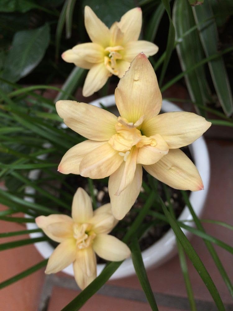 Ritz Farming® Rain Imported Flower Bulbs For Home Gardening pack of 10 bulbs (CREAM) (B0CX8WS3MN) Amazon Price History, Amazon Price Tracker