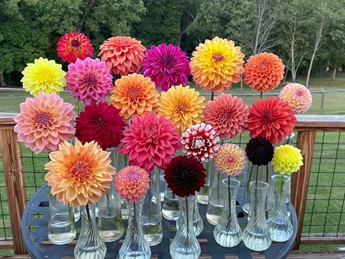 Image of Dahlia Flower Seeds 50 Plus Mixed Color for Planting Winter Seasonal Flower Seeds for Home Garden Balcony Terrace Easy Grow Decorative Blooming Plants for Indoor Outdoor Gardening(Dahlia 55++)
