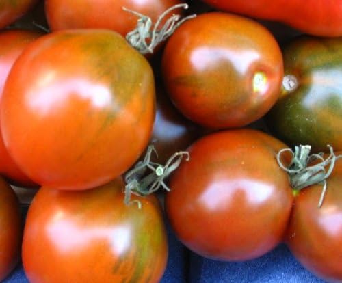 Semillas de tomate negro japonés Trifele - Variedad rusa rara, más de 30 semillas