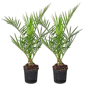 Phoenix ‘Canariensis’ per 2 stuks | Canarische dadelpalm – Winterhard – Buitenplant in kwekerspot ⌀15 cm – ↕60-70 cm