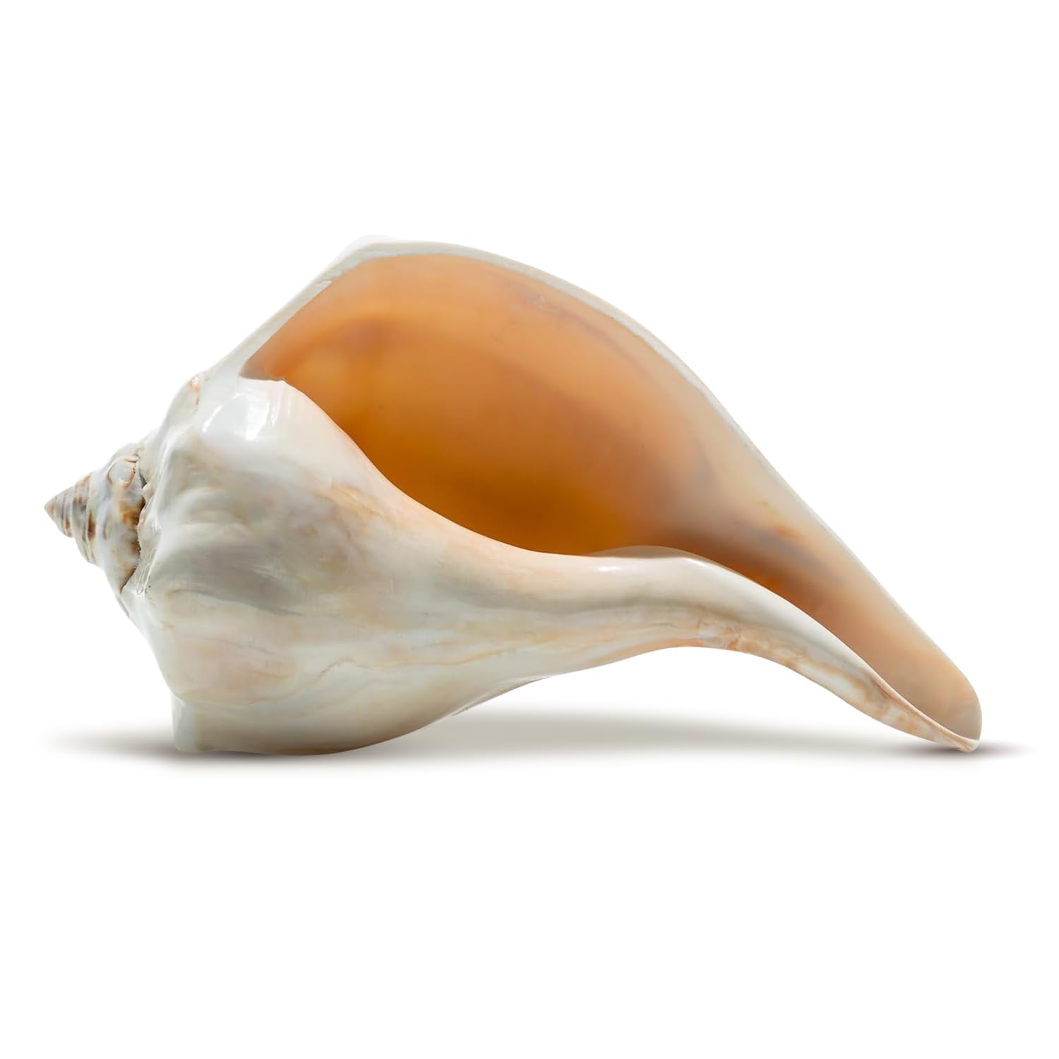 置物 atrantic whelk shell 51VKk6KBCBL.jpg