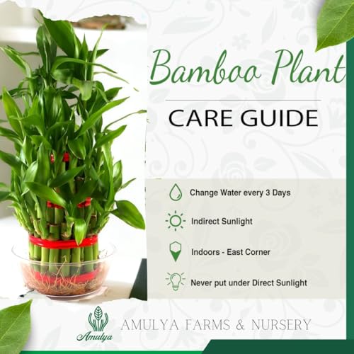 Image of Amulya Farms Live Lucky Bamboo 3 layer plant in Copper Pot | Bamboo Plants for home decoration | Indoor Plants for Home | Ideal for Living room, Balcony, Office desk & Kitchen | Lucky Vastu Plant |