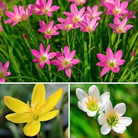 See full amazon price history chart for Zephyranthes Flower Bulbs |Rain Lily Flower Bulbs For Home Gardening (5 Bulbs Pack) Mix Color By Angiooutlets Zephyranthes Flower Bulbs |Rain Lily Flower Bulbs For Home Gardening (5 Bulbs Pack) Mix Color By Angiooutlets (B0CBXGZDDF) Amazon Price History, Amazon Price Tracker