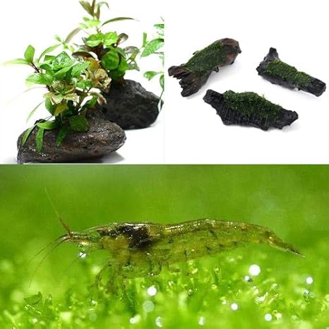 キナル別注 エビ 水草 人気のモスグッズ ミナミヌマエビ付 沖縄別途送料 北海道 九州 沖縄航空便要保温 お買い求めしやすい価格 R4urealtygroup Com キナル別注 エビ 水草 人気のモスグッズ ミナミヌマエビ付 沖縄別途送料 北海道 九州 沖縄航空便要保温 お買い求めしやすい価格 R4urealtygroup Com