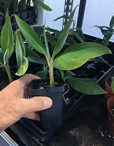 Ice Cream Banana Plant - Live Banana Tree"Ice Cream" Rare Banana Plant