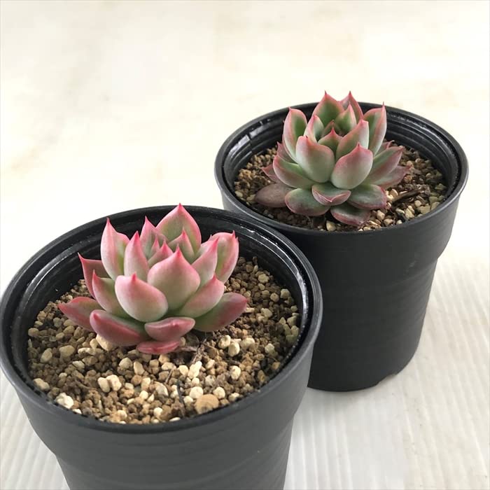 Amazon|多肉植物 hmエケベリア フロリディティー 多肉植物 Amazon|多肉植物 hmエケベリア フロリディティー 多肉植物