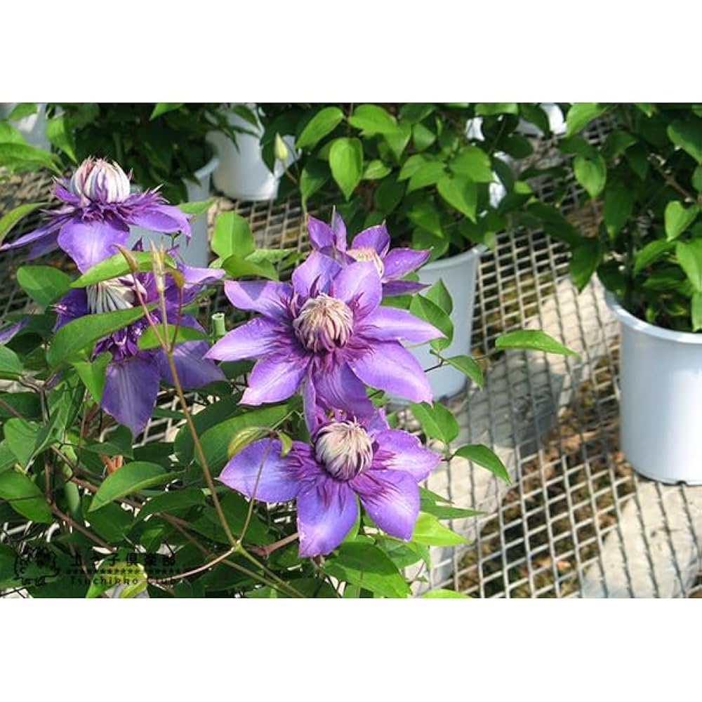 Amazon.co.jp: クレマチス 9cmポット苗 スイセイ2号 cl-089