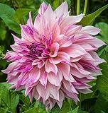 Vibrant Flowering Cafe Au Lait Royal Dinnerplate Dahlia Tuber, Bulb, Root, Starter Plant